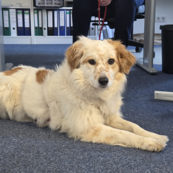 Einzug von Bürohund Lola