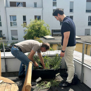  Tomatenpflanzung 2025